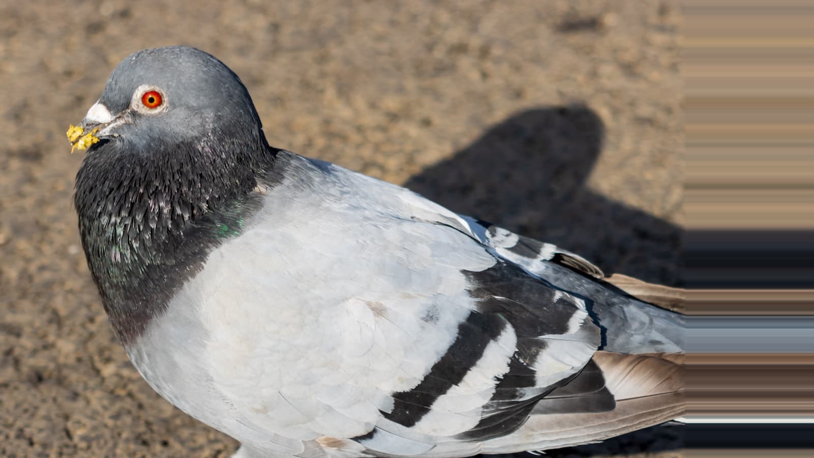 Pombo urbano em close-up