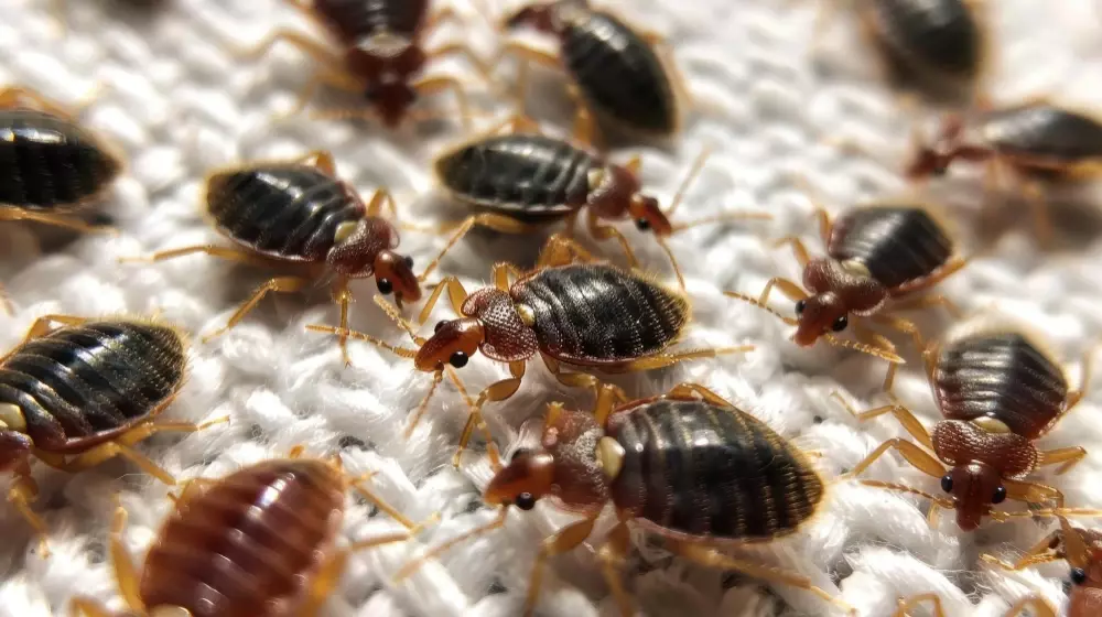 Colônia de percevejos-de-cama (Cimex lectularius) sobre tecido