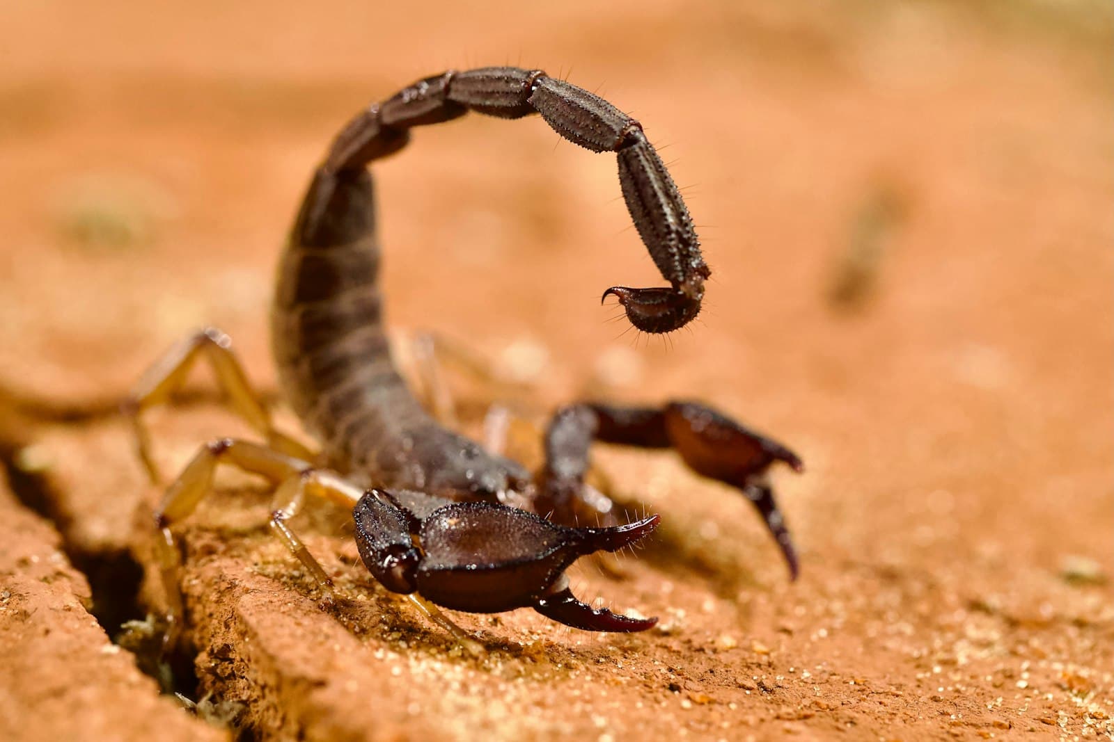Escorpião sobre superfície de madeira