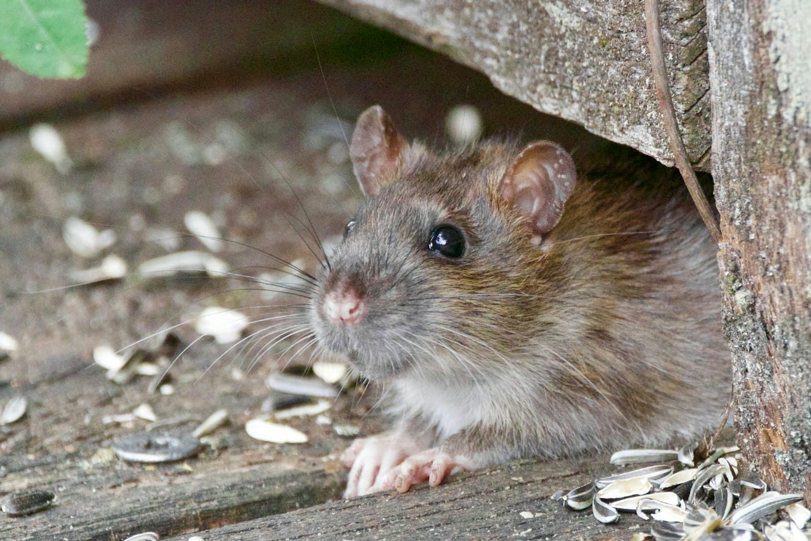 Rato em close-up com foco seletivo
