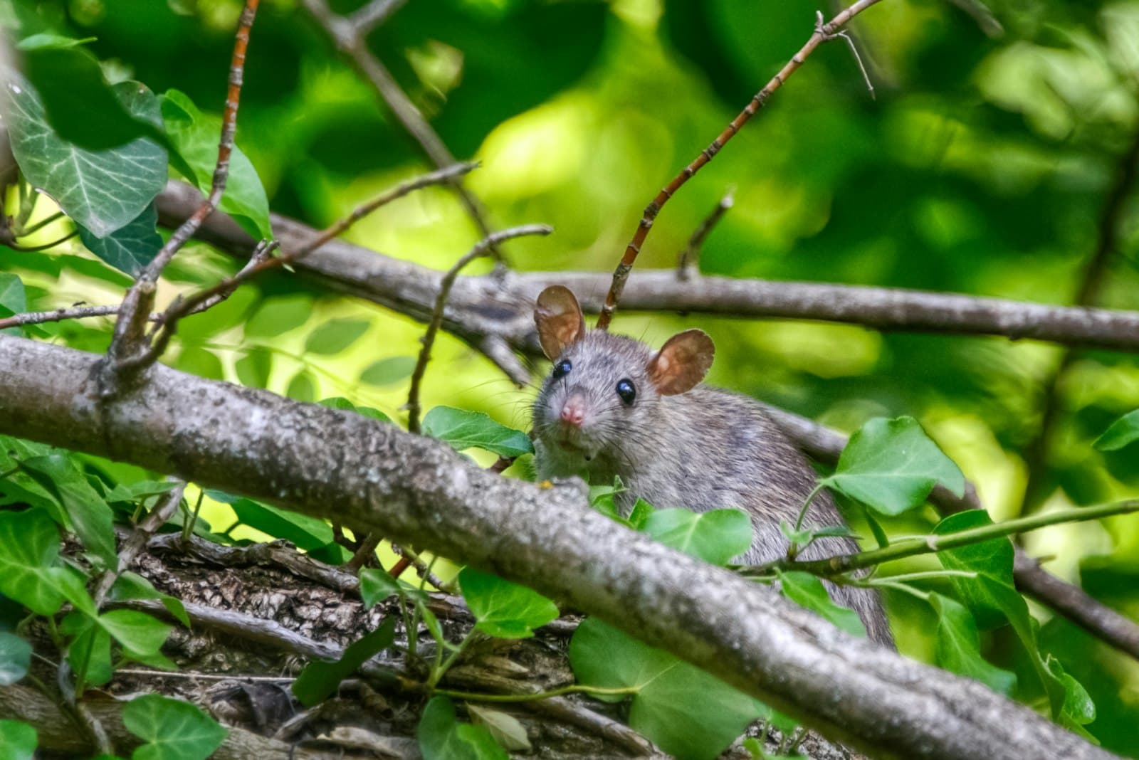 Rato em close-up sobre superfície de madeira