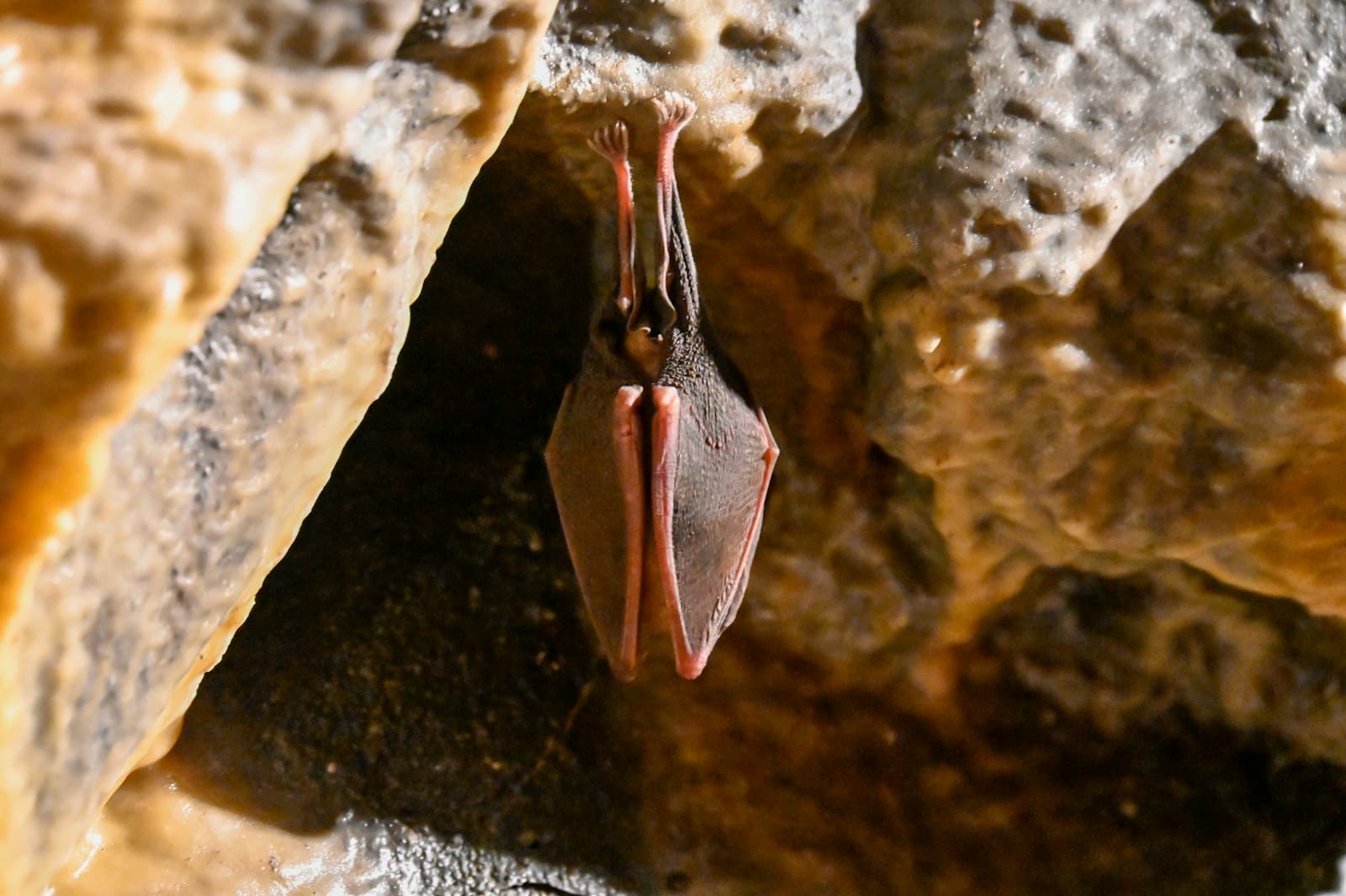 Morcego pendurado em rocha de caverna