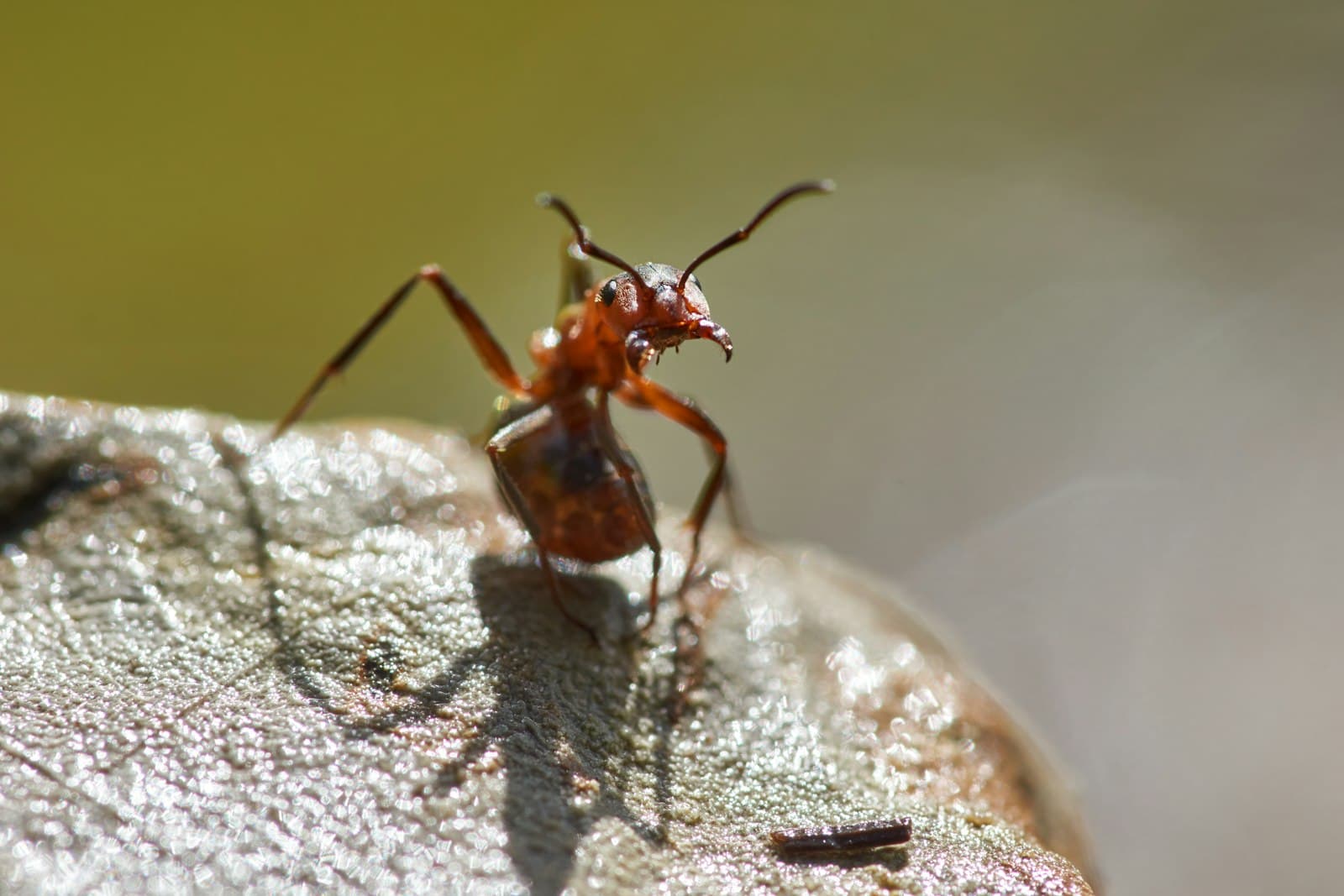 Macro fotografia de formiga vermelha sobre rocha