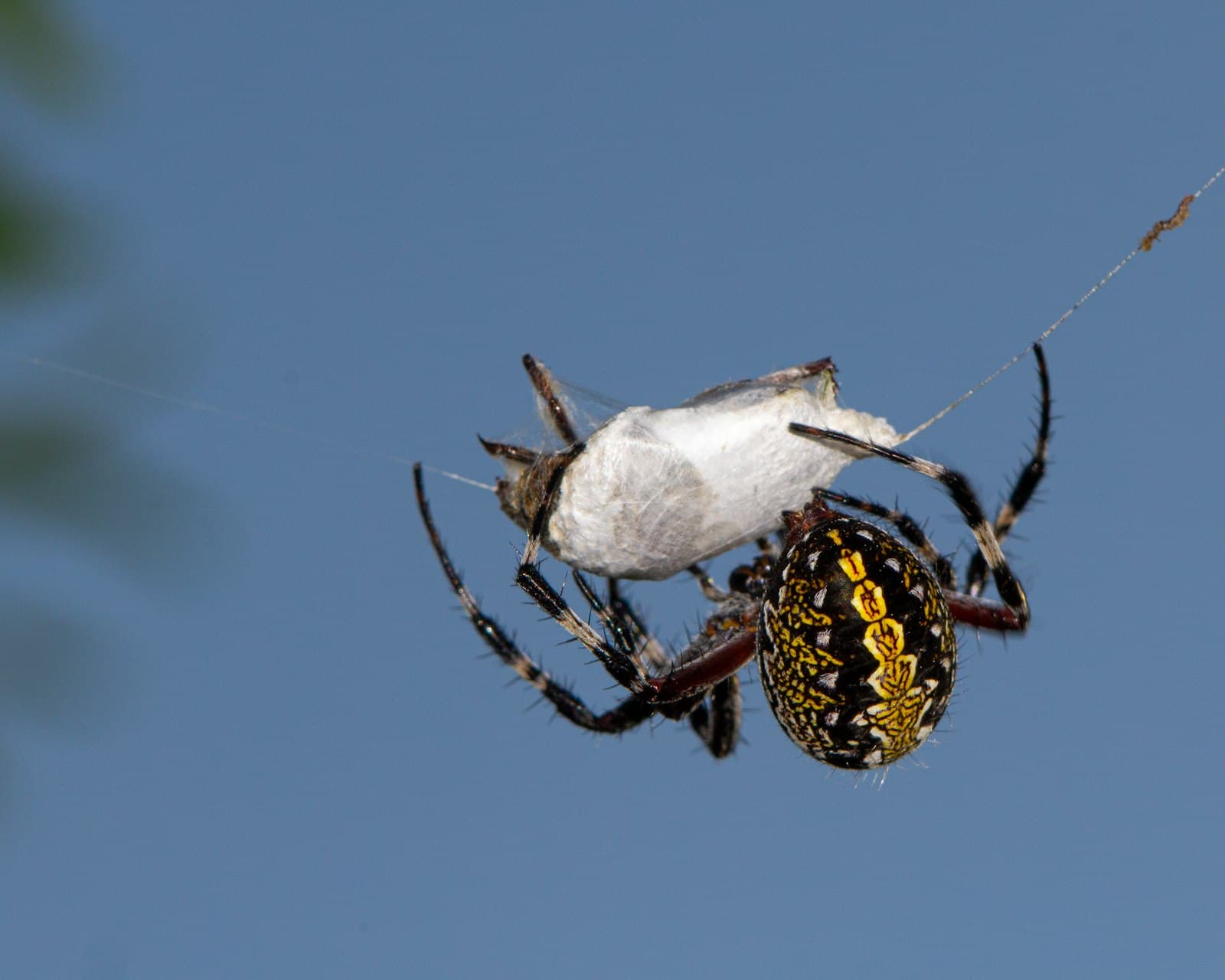 Aranha em teia, macro fotografia